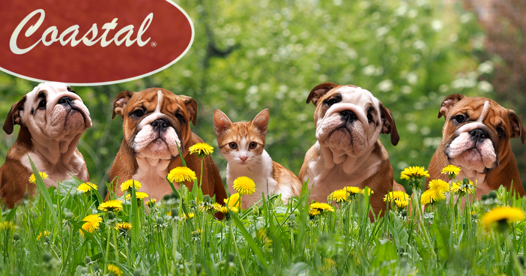 are garden fertilizers safe for dogs