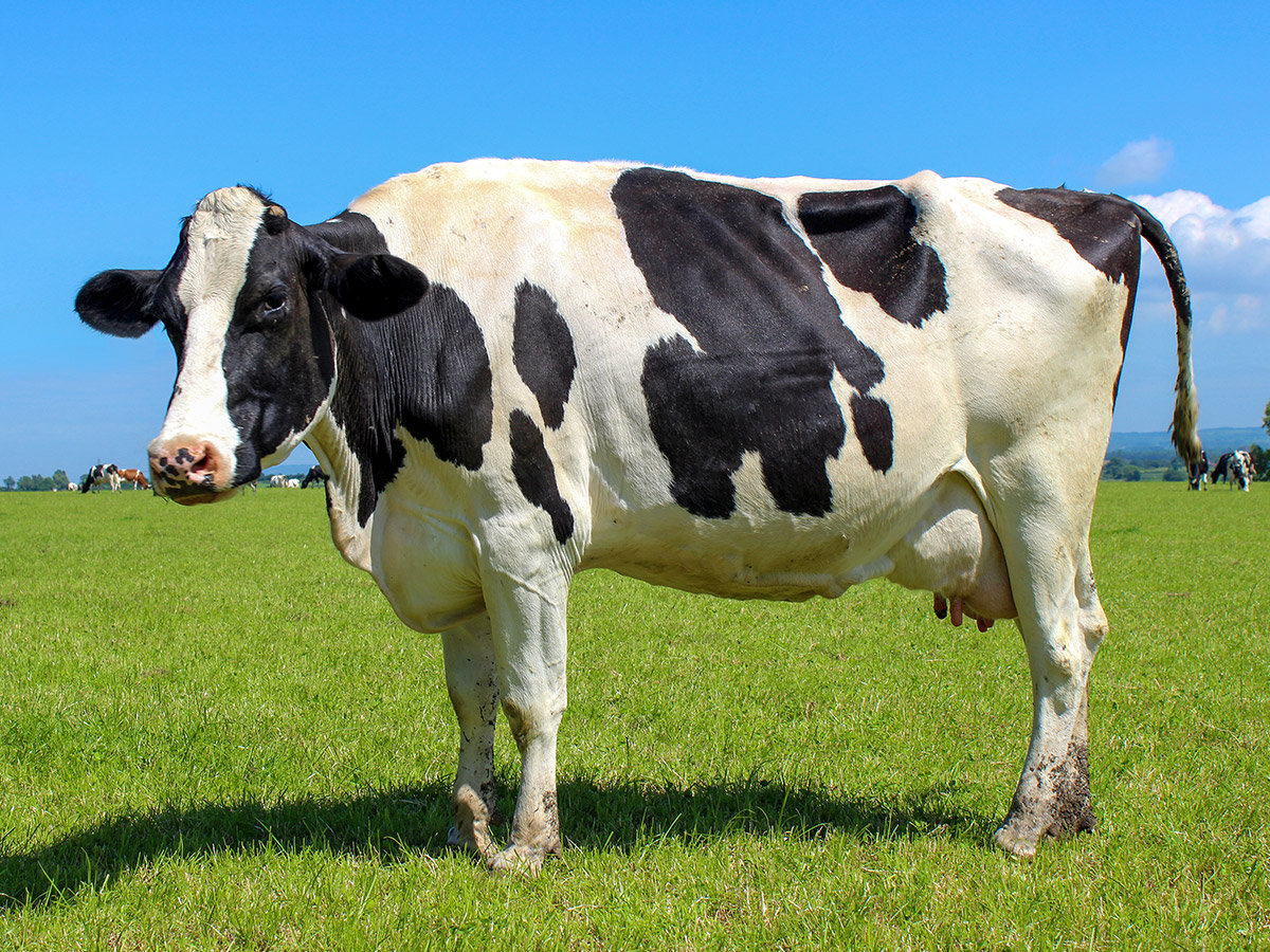 Cartoon Pictures Of Dairy Cows - Maryjanesfarm Farmgirl Connection ...