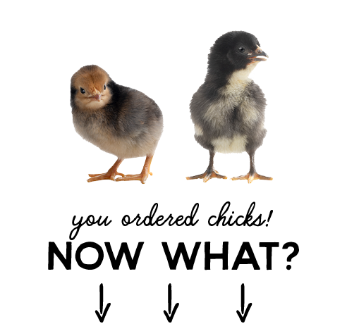 You Ordered Chicks? Now What? Mobile