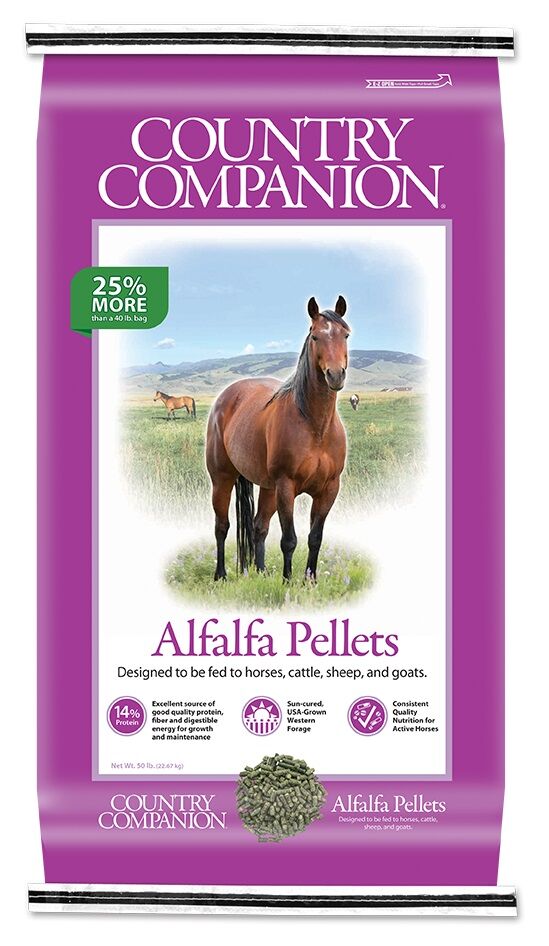 Country Companion | Pet & Animal | Coastal Country