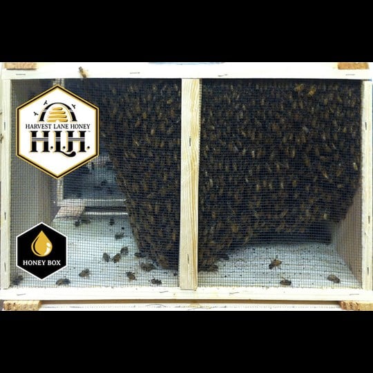 Local Georgia Honey - Hey Honey Bee Co. » Hey Honey Bee Co.