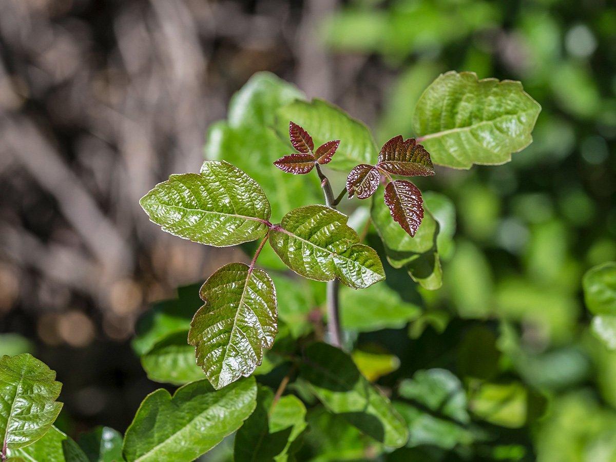 poison ivy plant stem
